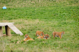 Bengal tigers relaxing in a grass field at The Wild Animal Sanctuary in Keenesburg, Colorado.