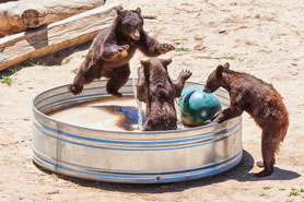 Three bear cubs playing in a swimming pool at The Wild Animal Sanctuary in Keenesburg, Colorado.