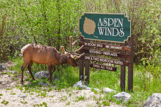 Elk eating next to welcome sign at Aspen Winds on Fall River Vacation Suites in Estes Park, Colorado.