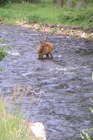 Elk in river near Bear Paw Cabin and Double K Ranch in Estes Park Colorado