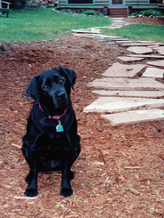 Estes Park, Colorado, Cabin, Dog Friendly, The CVD