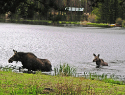 Moose near Lodge, Buffalo Lodge & Rocky Mountain Lodge, Grand Lake Colorado, The CVD