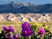 Sand Dunes with wildflowers near Alamosa, Colorado.