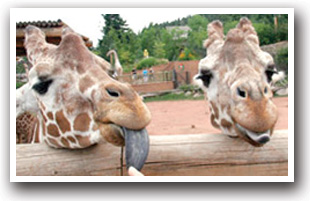 Giraffes Cheyenne Mountian Zoo, Colorado Springs, Colorado, The CVD