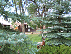 Cedaredge, Colorado Cabins, The Colorado Vaction Directory