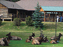 Elk Meadow Lodge & RV Resort