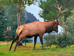 Elk, Estes Park, Colorado, The CVD