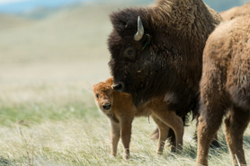 Bison with calf at Soapstone Prairie Natural Area in Colorado
