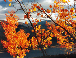 Fall Aspens near Twin Lakes, Leadville, Colorado, The CVD