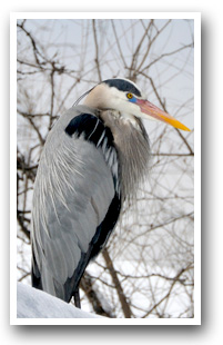 A Great Blue Heron from Longmont, Colorado