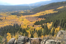 Aspens changing in September near Buena Vista, Colorado