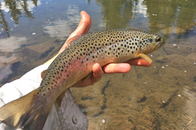 Cutthroat trout caught at Williams Fork Reservoir, Colorado.
