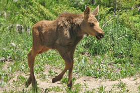 Moose calf walking near Trail Ridge Road in Rocky Mountain National Park, Colorado.