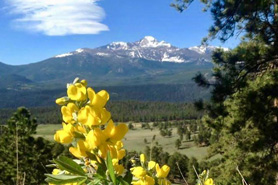 Flower blooming with snow capped mountains in the distance in Rocky Mountain National Park, Colorado.