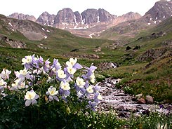 Columbines growing along the Alpine Loop Jeeping Trail, CO, Colorado Vacation Directory