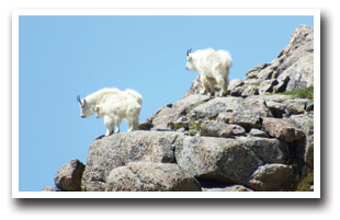 Mountain Goats up on rocks near the top of Mount Blue Sky, fka Mount Evans, in Colorado.