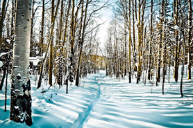 Snowmobile Trail through the trees in Grand County, Colorado.