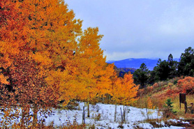 Orange aspens in the fall at the Wahatoya Trail head, Spanish Peaks National Natural Landmark, Colorado