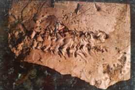 Fossil from the Odrovician Period much like other fossils found at the Indian Springs Trace Fossil Site near Canon City, Colorado.