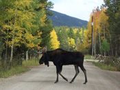 Moose crossing road in Rocky Mountain National Park, Colorado