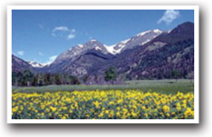Mountain Flowers at Rocky Mountain National Park, Colorado