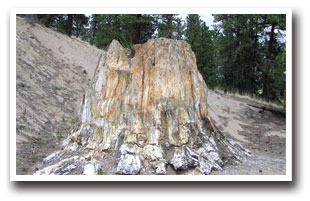 Stone tree stump at Florissant, Colorado