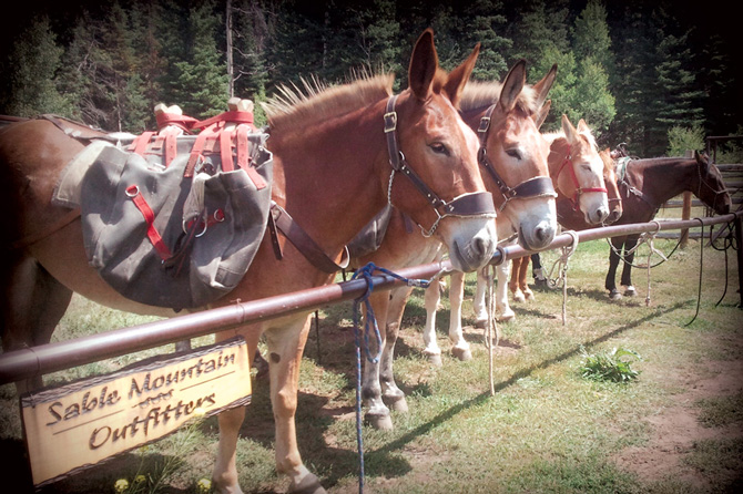 Horses lined up and ready to ride at Sable Mountain Outfitters in Meeker, Colorado