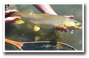 Rainbow trout caught in the St. Charles River, Colorado