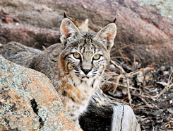 Bobcat, Rocky Mountain National Park, Estes Park, Allenspark, Grand Lake, Colorado, The CVD