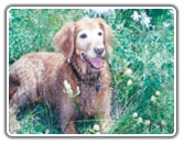 Plan your vacation and bring your best friend, family pet or loved companion, Colorado