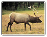 Hunting, Outfitters, Guides, Land Leases, Colorado