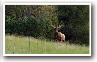 Moose in the Del Oso State Wildlife area in Colorado
