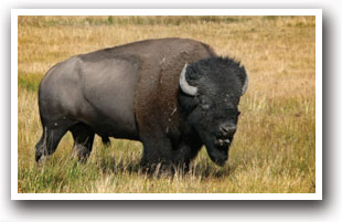 A buffalo at Bennett Park and Recreation District, Colorado Vacation Directory