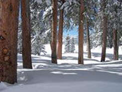 Spruce Lodge