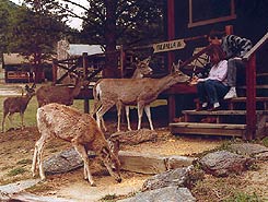 Valhalla Resort, Estes Park, Colorado