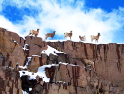 Big horn sheep, cliffs, Wagon Wheel Gap, Colorado, The CVD