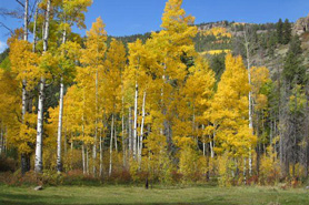 Aspens changing to fall colors in the San Isabel National Forest, Colorado.