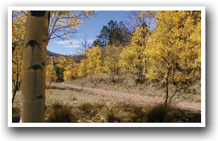 Mosca Pass Trail with colorful aspen trees, Colorado