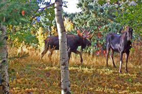 Moose grazing in the trees around Allenspark Lodge, a classic mountain B and B, near Estes Park, Colorado.