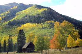 Mountain view of aspens changing colors in the fall along the Alpine Loop Scenic Byway near Alpine Village Historic Log Cabin Rentals located in Lake City, Colorado.