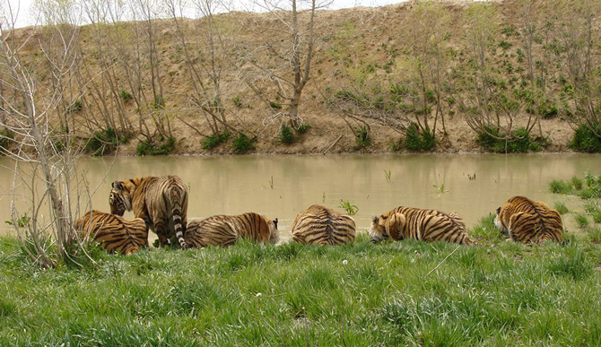 Rescued Tigers Sharing a Drinking Hole at The Wild Animal Sanctuary in Keenesburg, Colorado