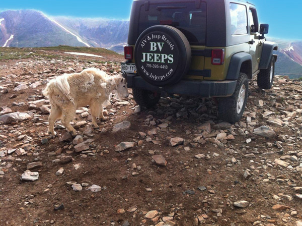 A goat behind a Jeep rented through BV Jeeps and ATVs near Buena Vista area, Colorado