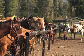 Horses lined up at stable at Avalanche Outfitters at Redstone Stables in Redstone, Colorado.