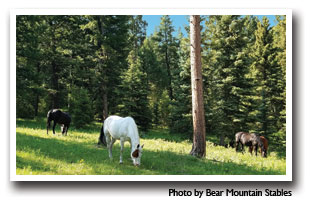 Horses from Bear Mountain Stables in the Bailey and Pine area of Colorado offer horseback rides into the Pike National Forest, Photo by Bear Mountain Stables