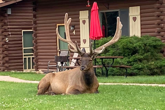 View of elk laying in front of cabins 4 and 5 at Blackhawk Cabins in Estes Park, Colorado. The only log cabins in Estes Park with woodburning fireplaces, lofts, riverside hot tub, pine interior, full kitchens, and cable TV.
