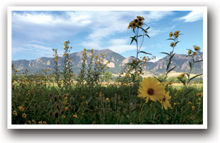 Sun Flowers in front of the Flatirons near Boulder, Colorado