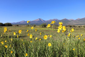 Wild Aspen Sunflowers blooming in the Wet Mountain Valley near Cabins on the Ranch in Westcliffe, Colorado.