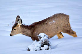 Baby doe walking through fresh winter snow in Chama, NM.