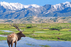 Elk standing in front of mountains in Conejos County, Colorado, along the Los Caminos Antiguos Scenic Byway.