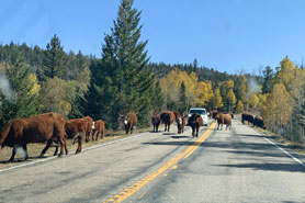 Car waiting for a herd of cattle to cross the road on the Highway of Legends Scenic Byway, Colorado.